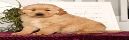 Golden Retriever dogs for sale: Rammy - Ad 4