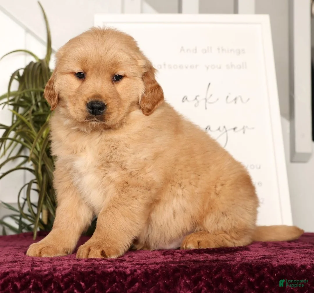 Golden Retriever dogs for sale: Rammy - Ad 4