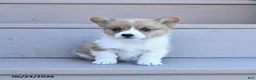 Welsh Corgi Pembroke dogs for sale: Pixie - Ad 3