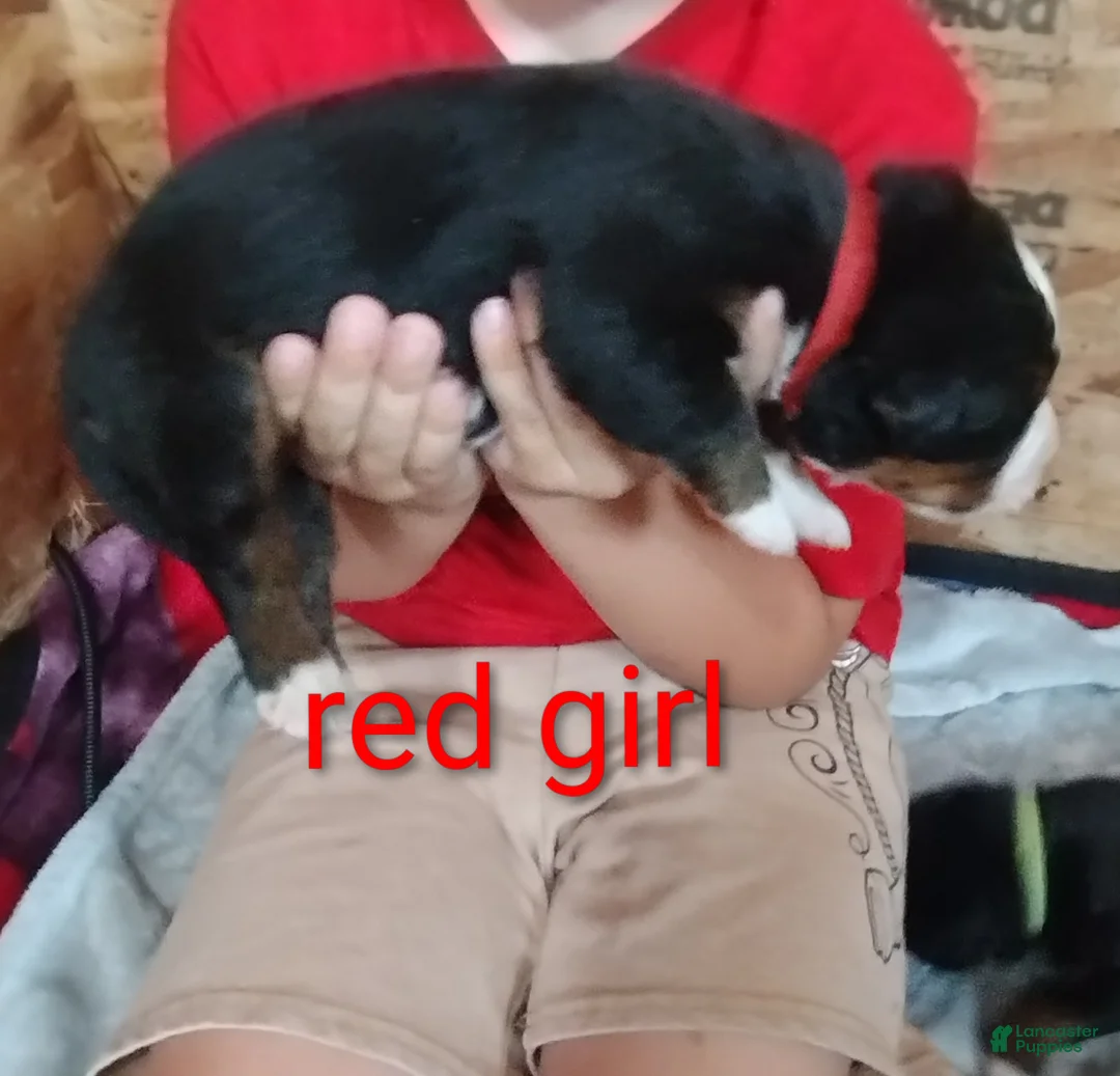 Bernese Mountain Dog dogs for sale: Bernese Mountain Dog 2 - Ad 2