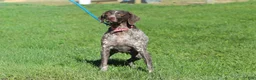 German Shorthaired Pointer dogs for sale: Annie - Ad 11