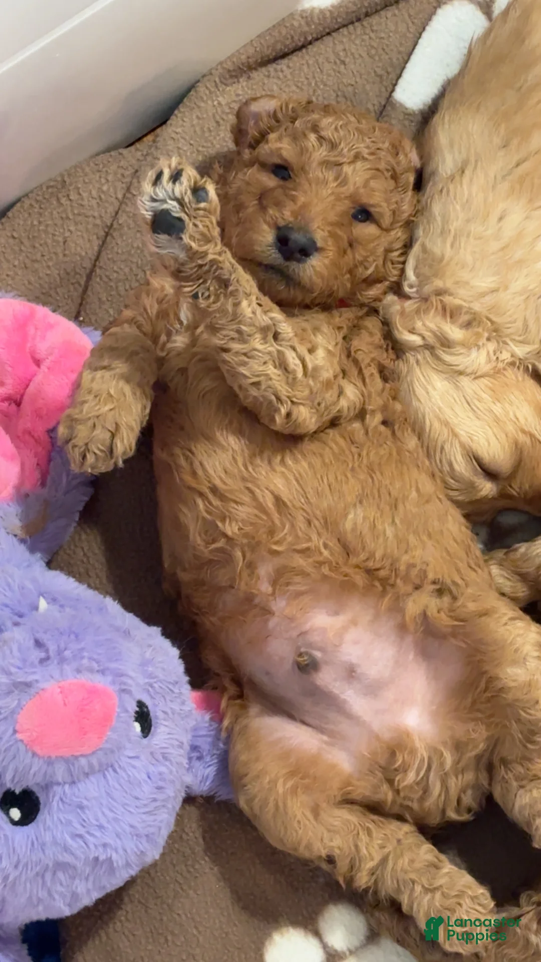 Goldendoodle dogs for sale: Goldendoodle 1 - Ad 2