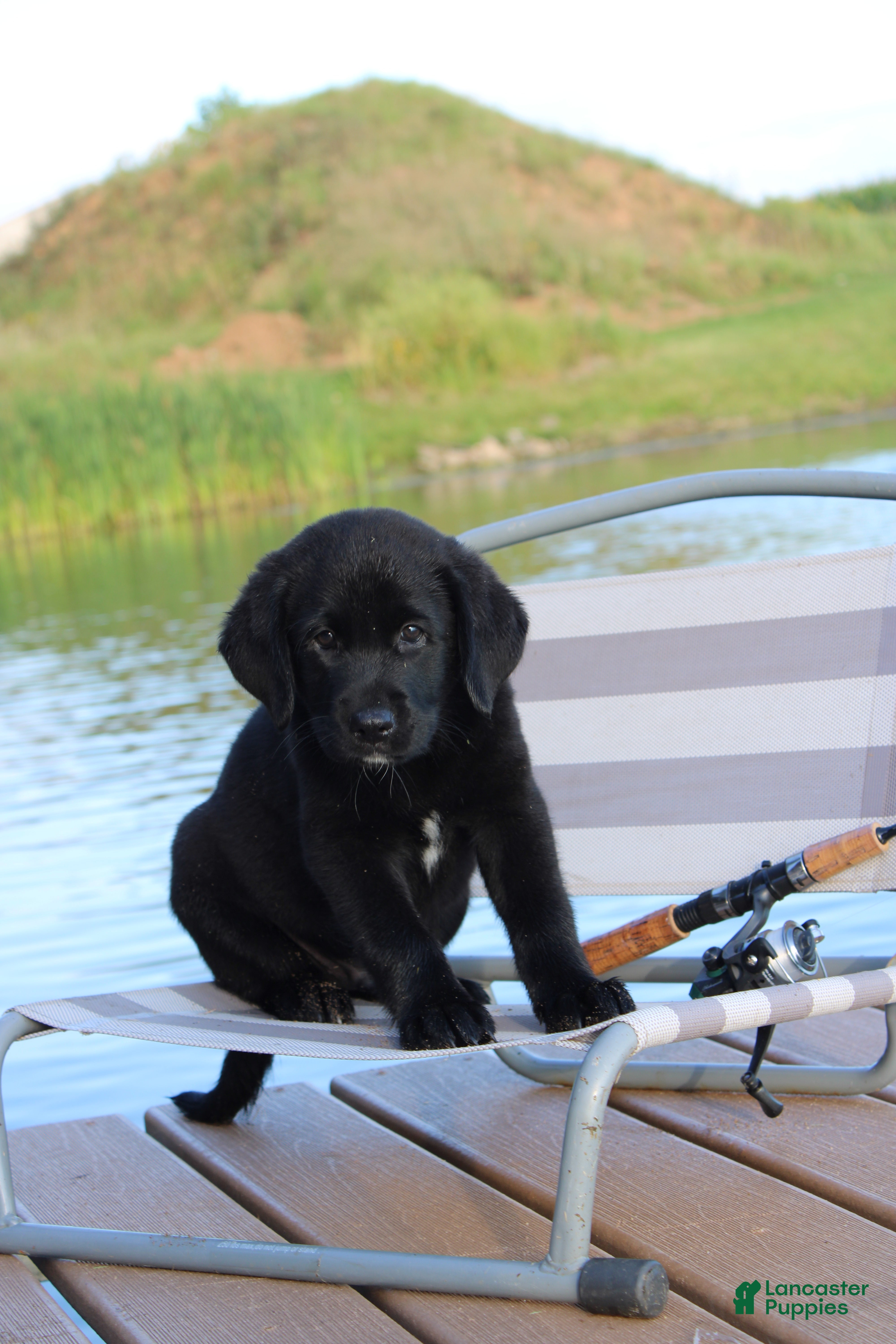 Labrador Retriever dogs Alex - Ad 1