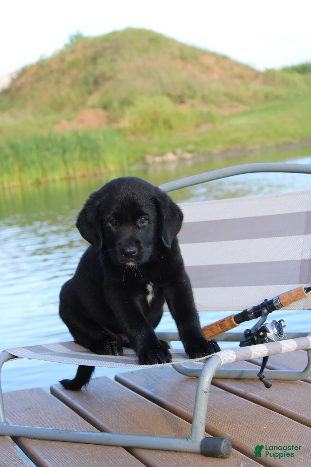 Labrador Retriever dogs for sale: Alex - Ad 1