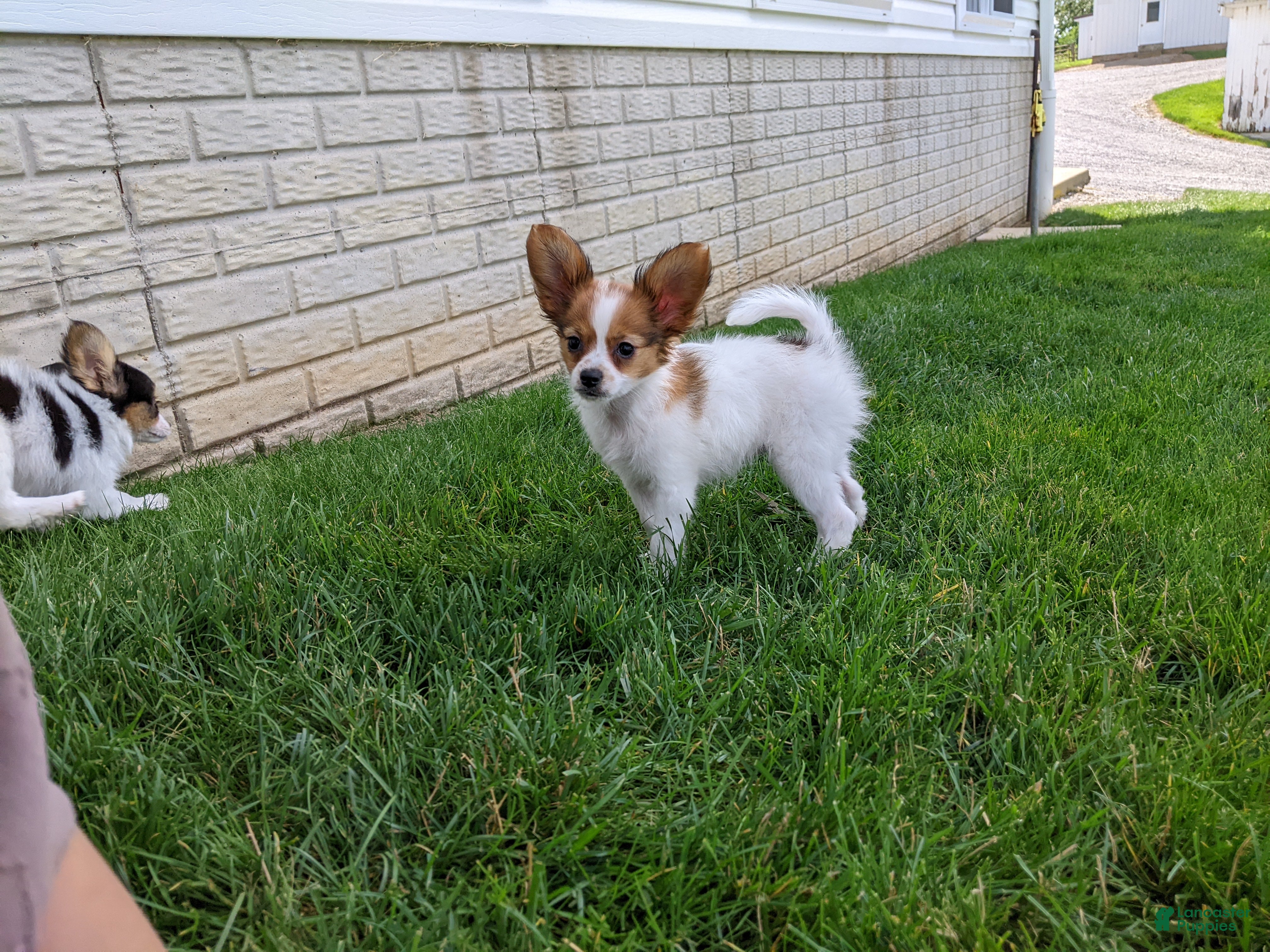 Papillon dogs Masey  - Ad 1