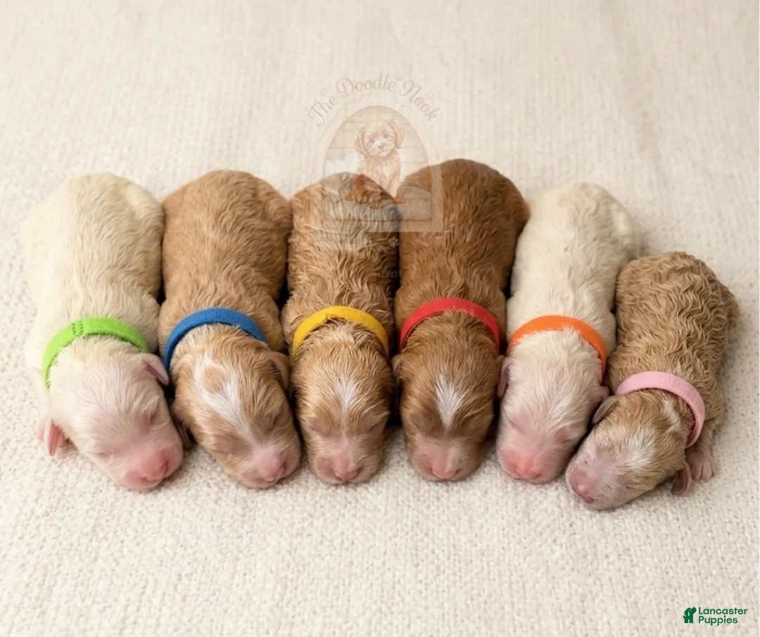 Mini Goldendoodle dogs for sale: Chai🐾 🐶 - Ad 3