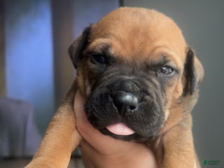 Mixed Breed dogs - Ad 24