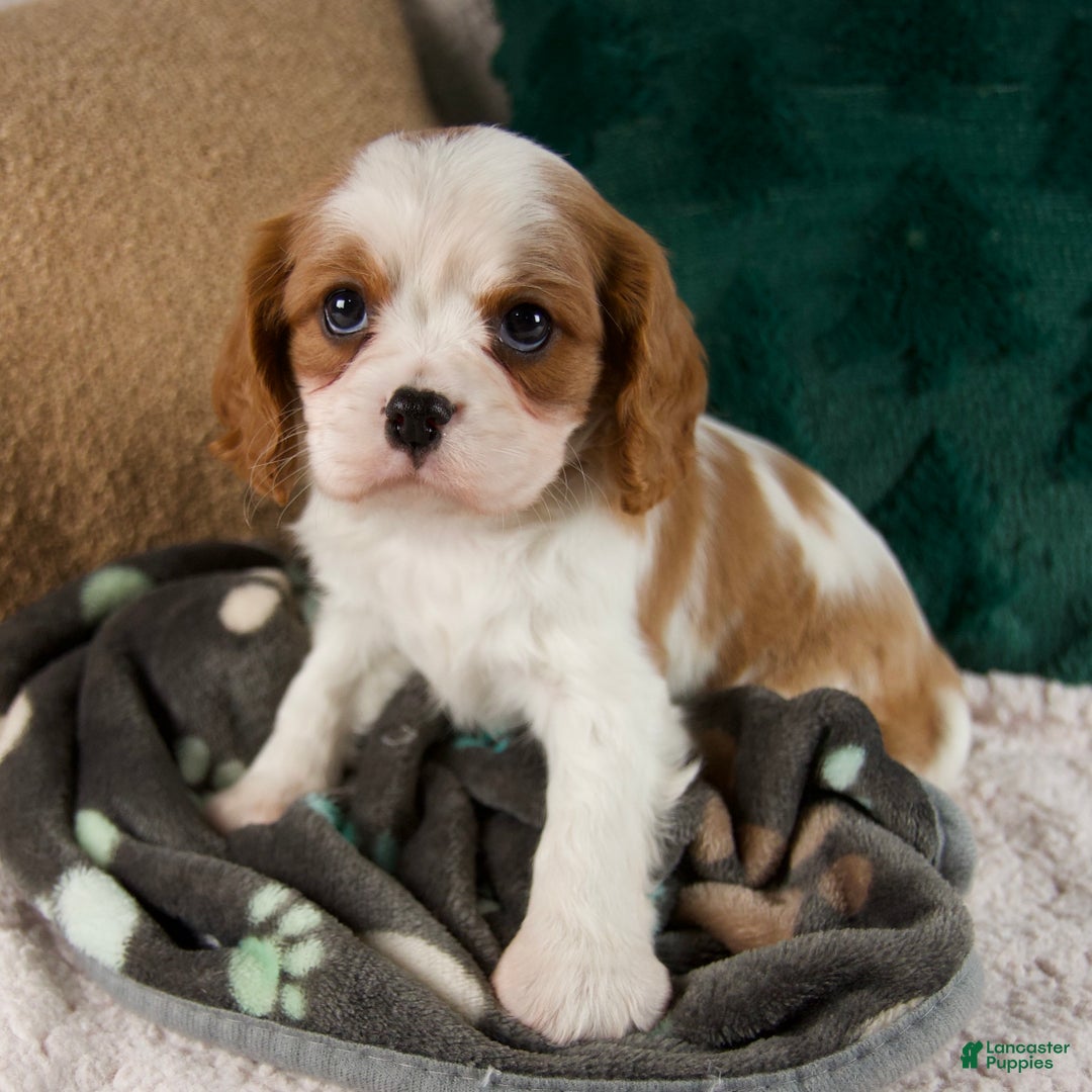 Cavalier King Charles Spaniel dogs for sale: Alice - Ad 4