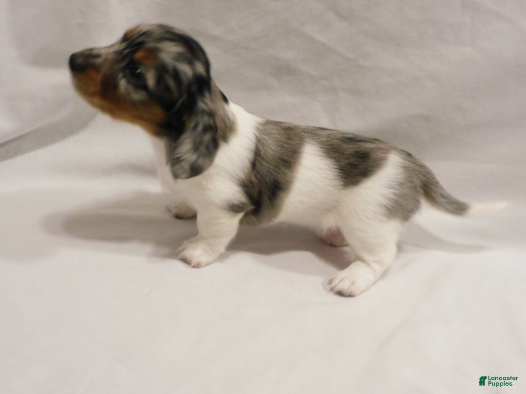 Miniature Dachshund dogs for sale: LMA's ChampionDoxie Snoop Dogg - Ad 32