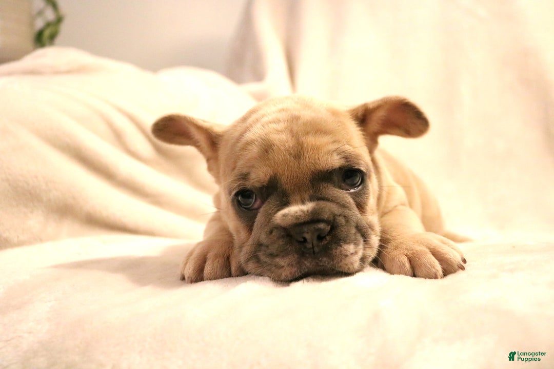 French Bulldog dogs for sale: Moose - Ad 11