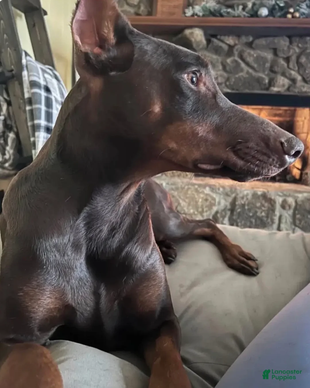 Doberman Pinscher dogs for sale: Gunny Black and Tan  - Ad 2