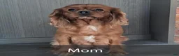 Cavapoo dogs for sale: Buddy - Ad 9