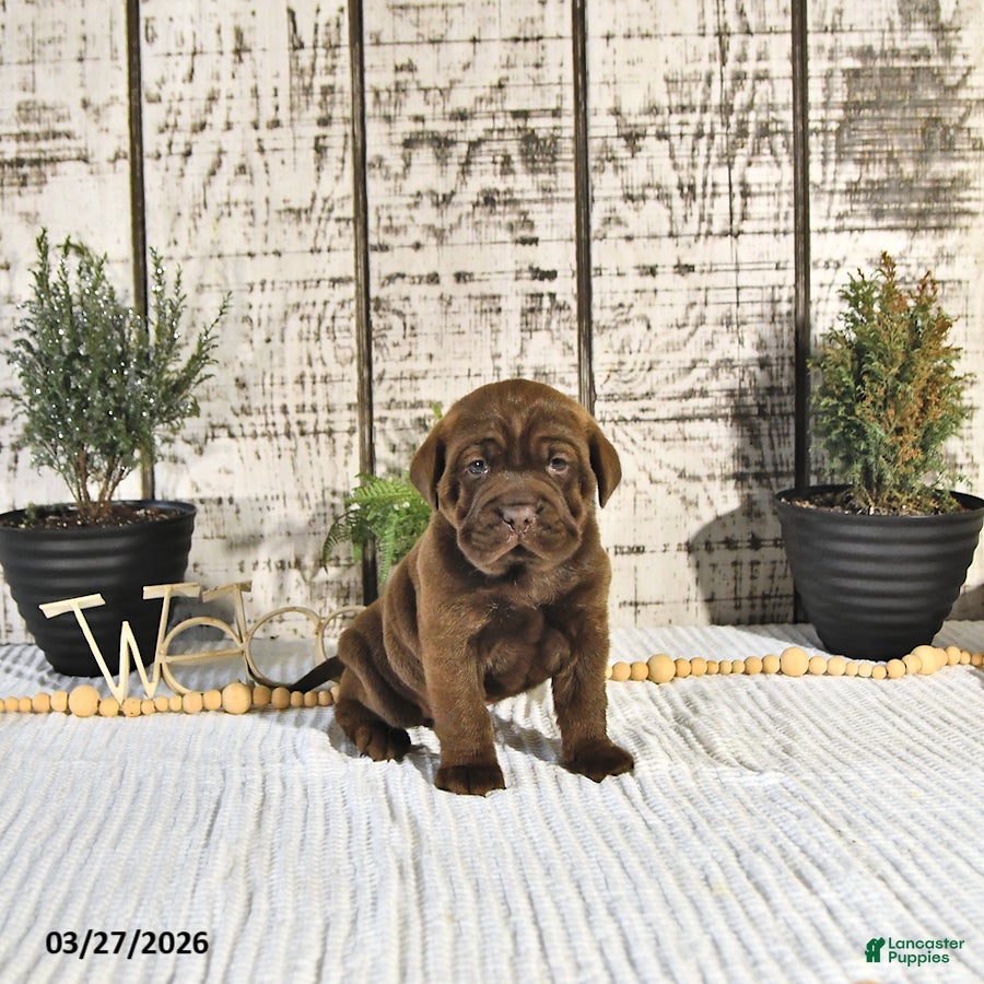 Mini Hippo dogs Expresso - Ad 1