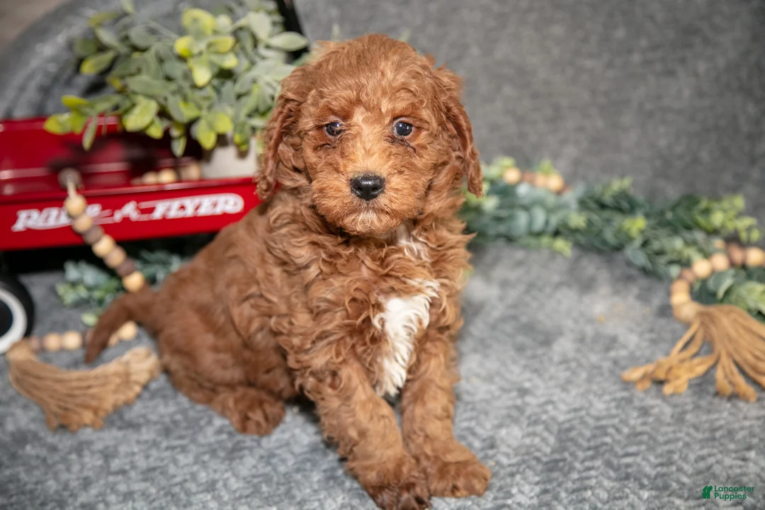 Miniature Poodle dogs for sale: Bud - Ad 2