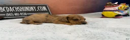 Miniature Dachshund dogs for sale: Smooth red brindle - Ad 9