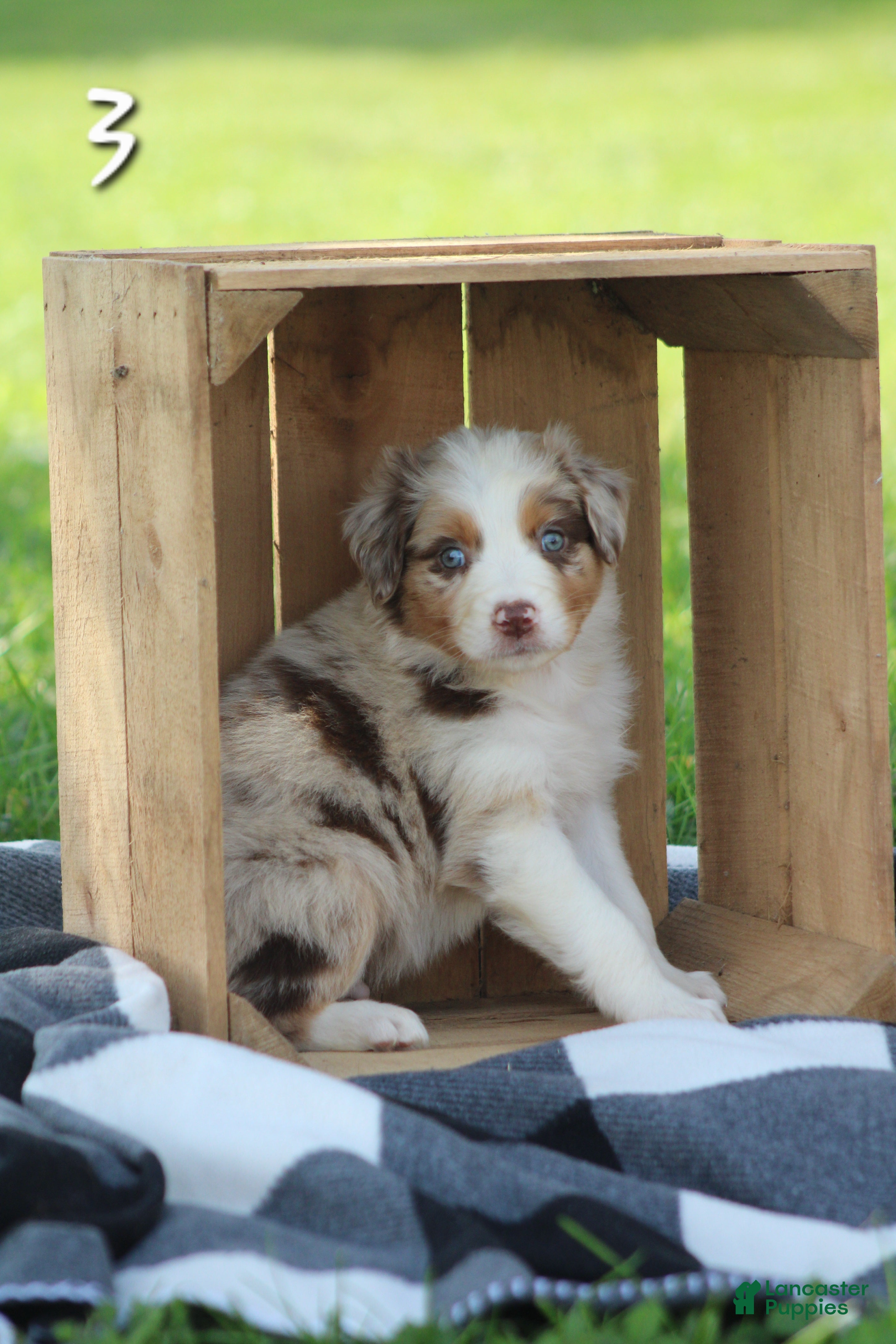 Australian Shepherd dogs for sale: Milo - Ad 2