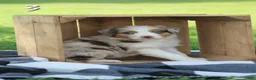 Australian Shepherd dogs for sale: Milo - Ad 2