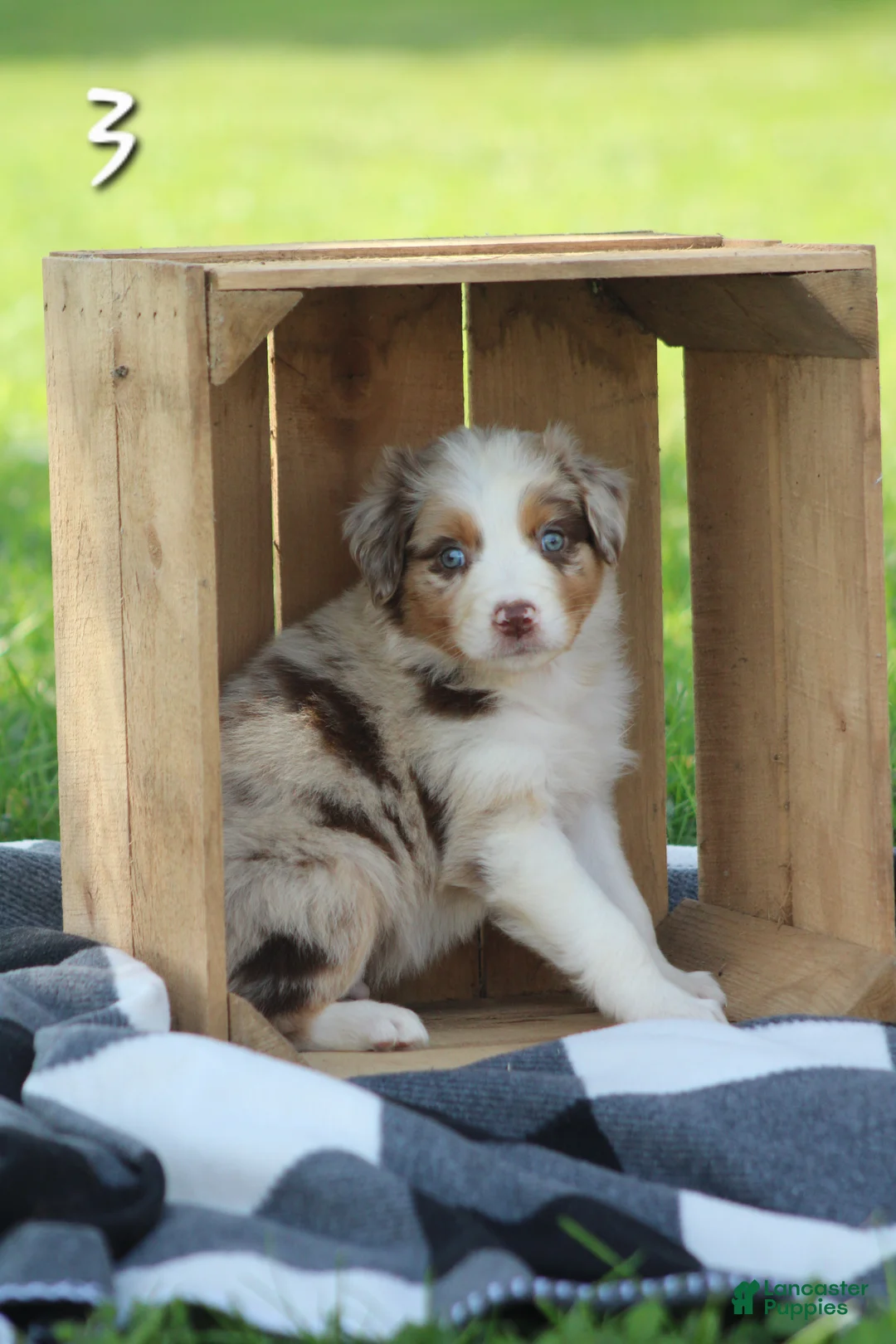 Australian Shepherd dogs for sale: Milo - Ad 2