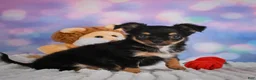 Chihuahua dogs for sale: Elvis - Ad 18