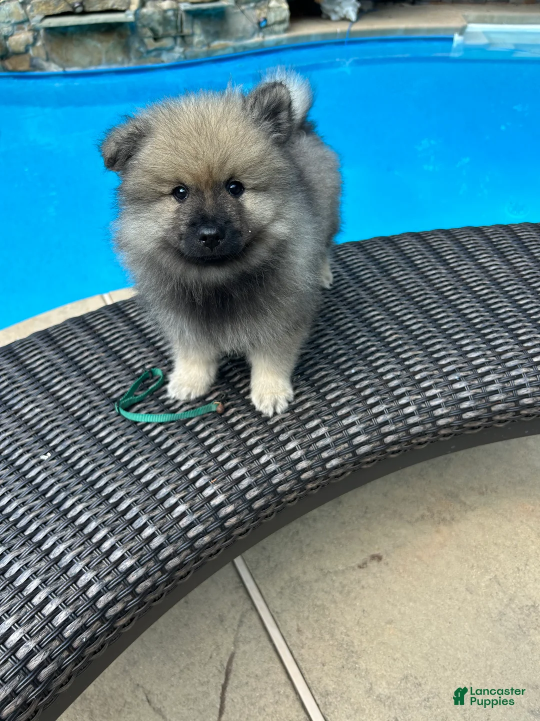 Keeshond dogs for sale: Daisy  - Ad 1
