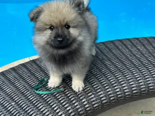 Keeshond dogs Daisy - Ad 10