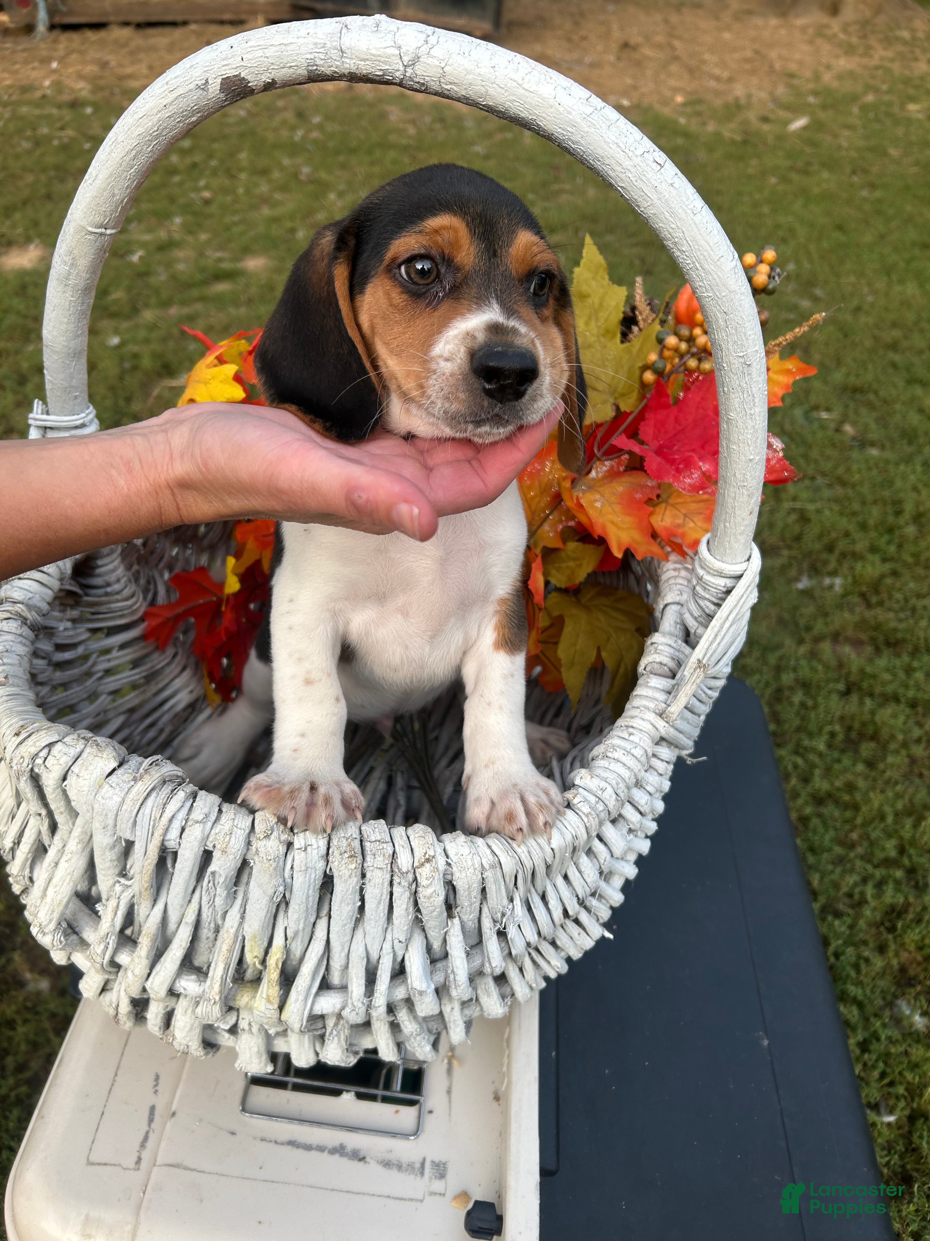 Beagle dogs Beagle 2 - Ad 36