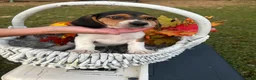 Beagle dogs for sale: Beagle 2 - Ad 1