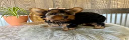 Yorkshire Terrier dogs for sale: Molly - Ad 8