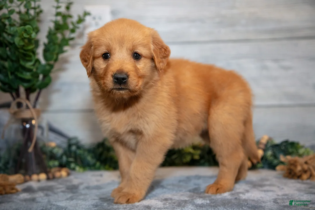 Golden Retriever dogs for sale: Riley - Ad 1