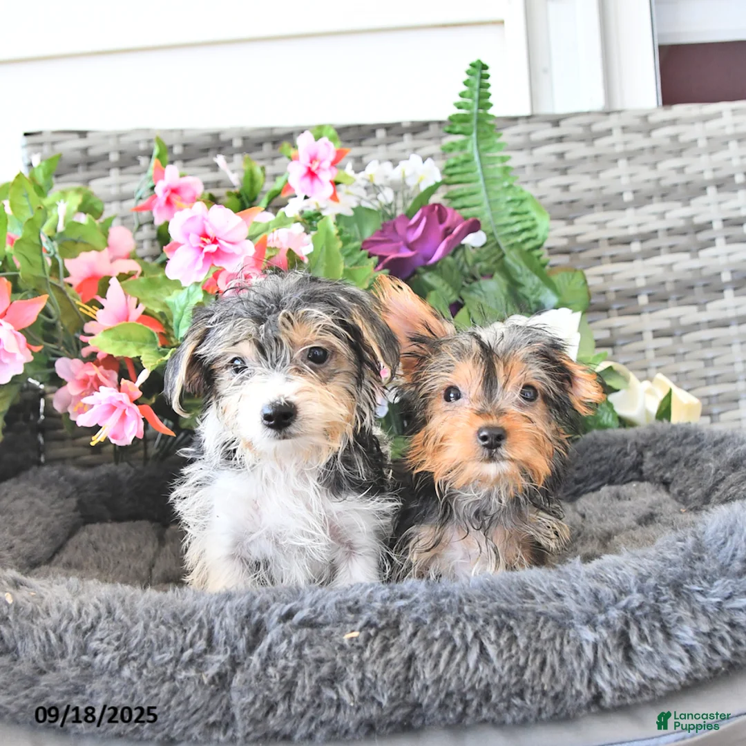 Yorkshire Terrier dogs for sale: Lorance - Ad 3