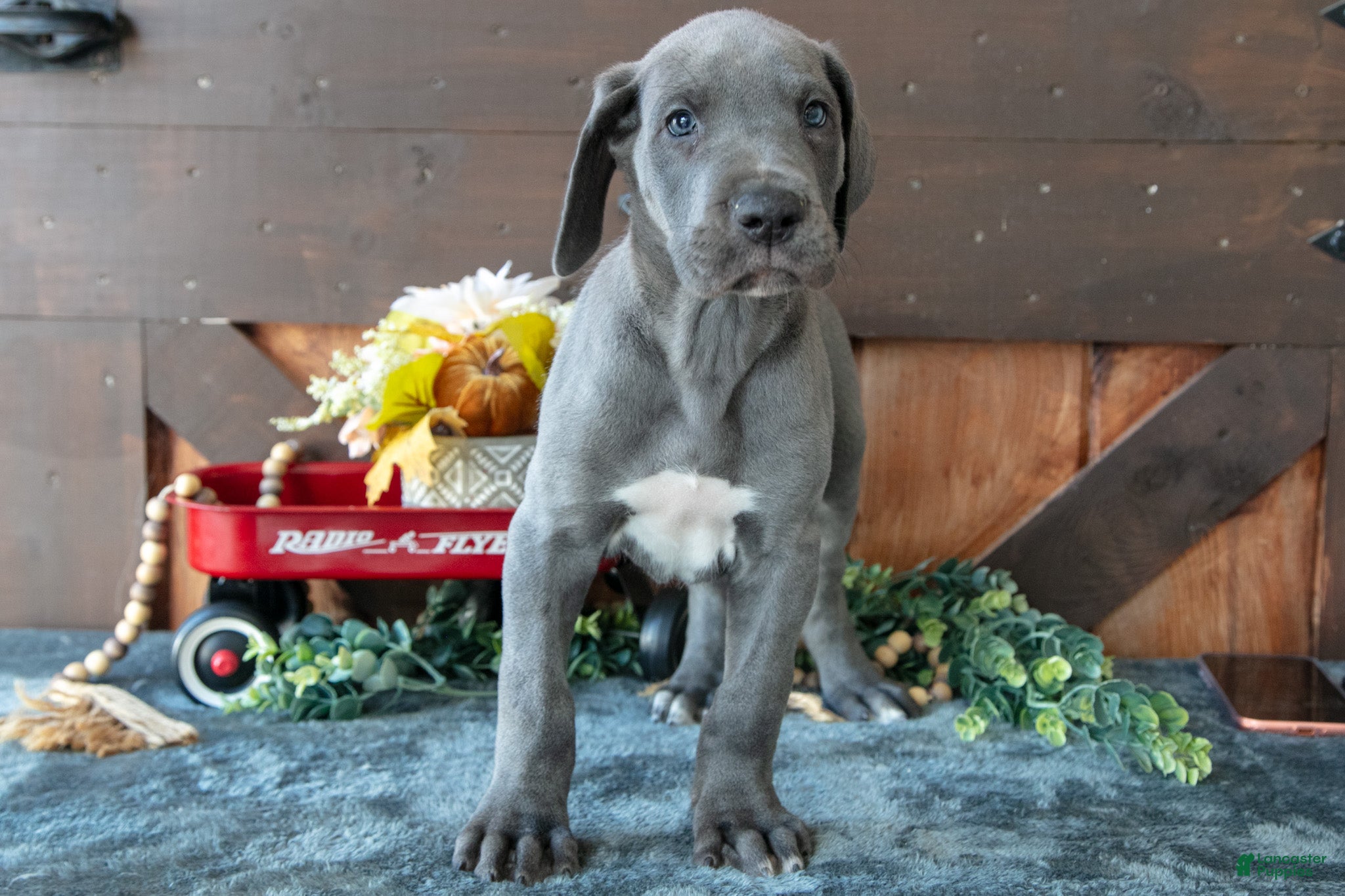 Great Dane dogs for sale: Hank - Ad 2