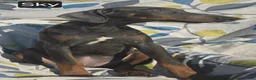 Doberman Pinscher dogs for sale: WEEKEND SPECIAL $600 OFF! Sky BLUE Doberman Pinscher Female Puppy  - Ad 3