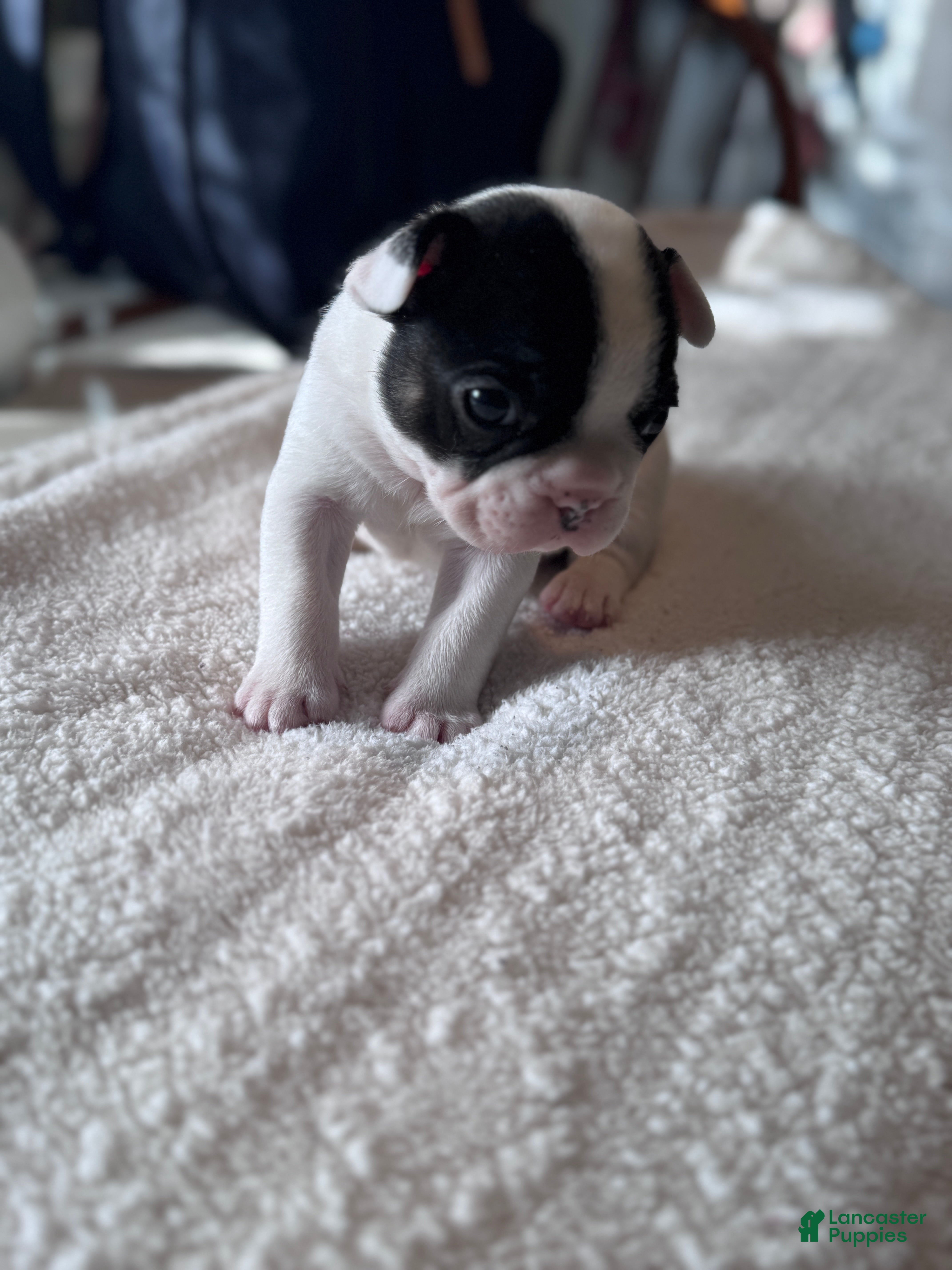 French Bulldog dogs for sale: French Bulldog Puppy 1 - Ad 3