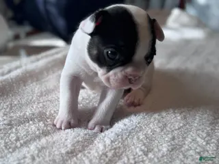French Bulldog dogs for sale: French Bulldog Puppy 1 - Ad 3