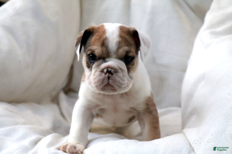 English Bulldog dogs for sale: Mistral - Ad 3