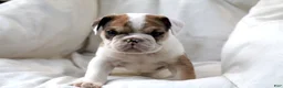 English Bulldog dogs for sale: Mistral - Ad 1