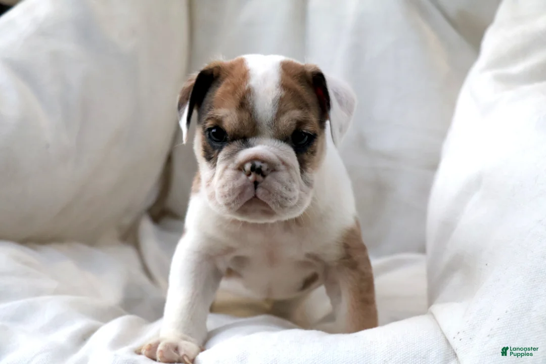 English Bulldog dogs for sale: Mistral - Ad 1