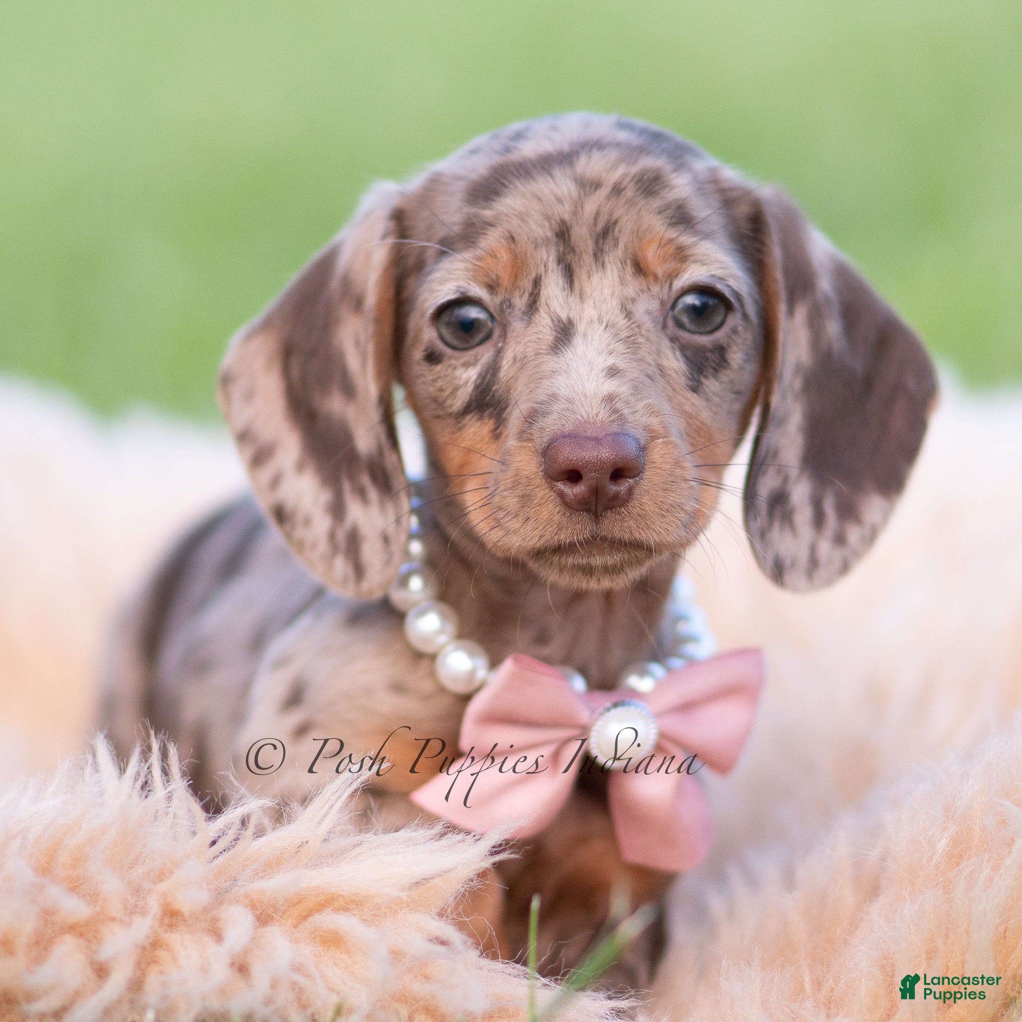 Miniature Dachshund dogs Cookie AKC - Ad 13