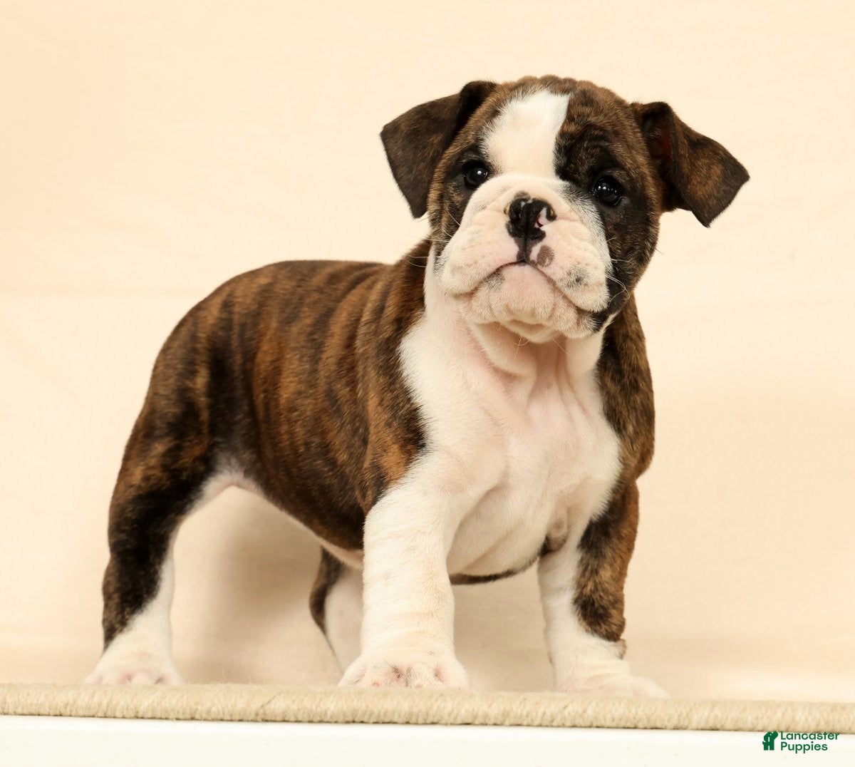 English Bulldog dogs Clover - Ad 2