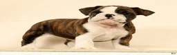 English Bulldog dogs for sale: Clover - Ad 2