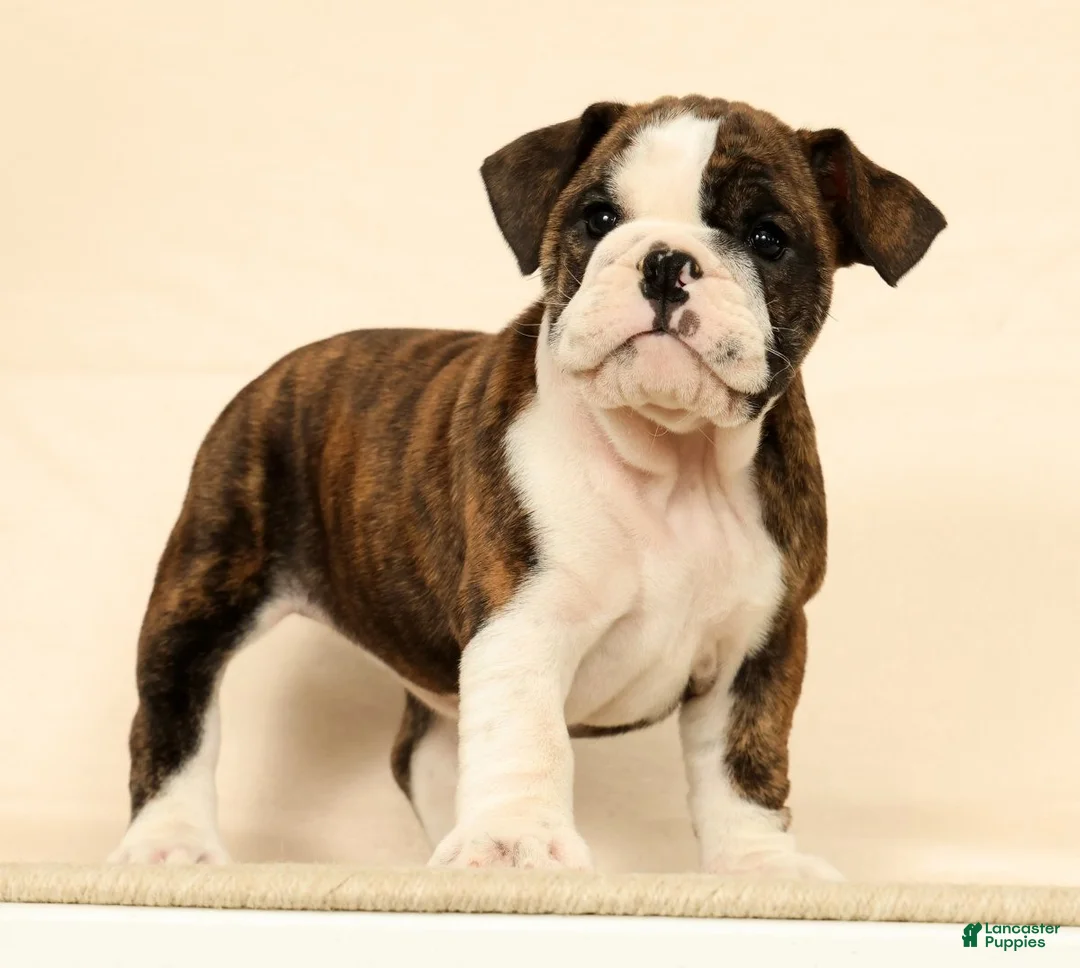 English Bulldog dogs for sale: Clover - Ad 2