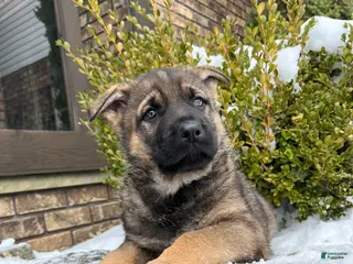 German Shepherd dogs Wayde - Ad 14