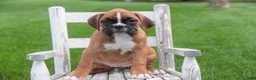 Boxer dogs for sale: Aurora - Ad 1