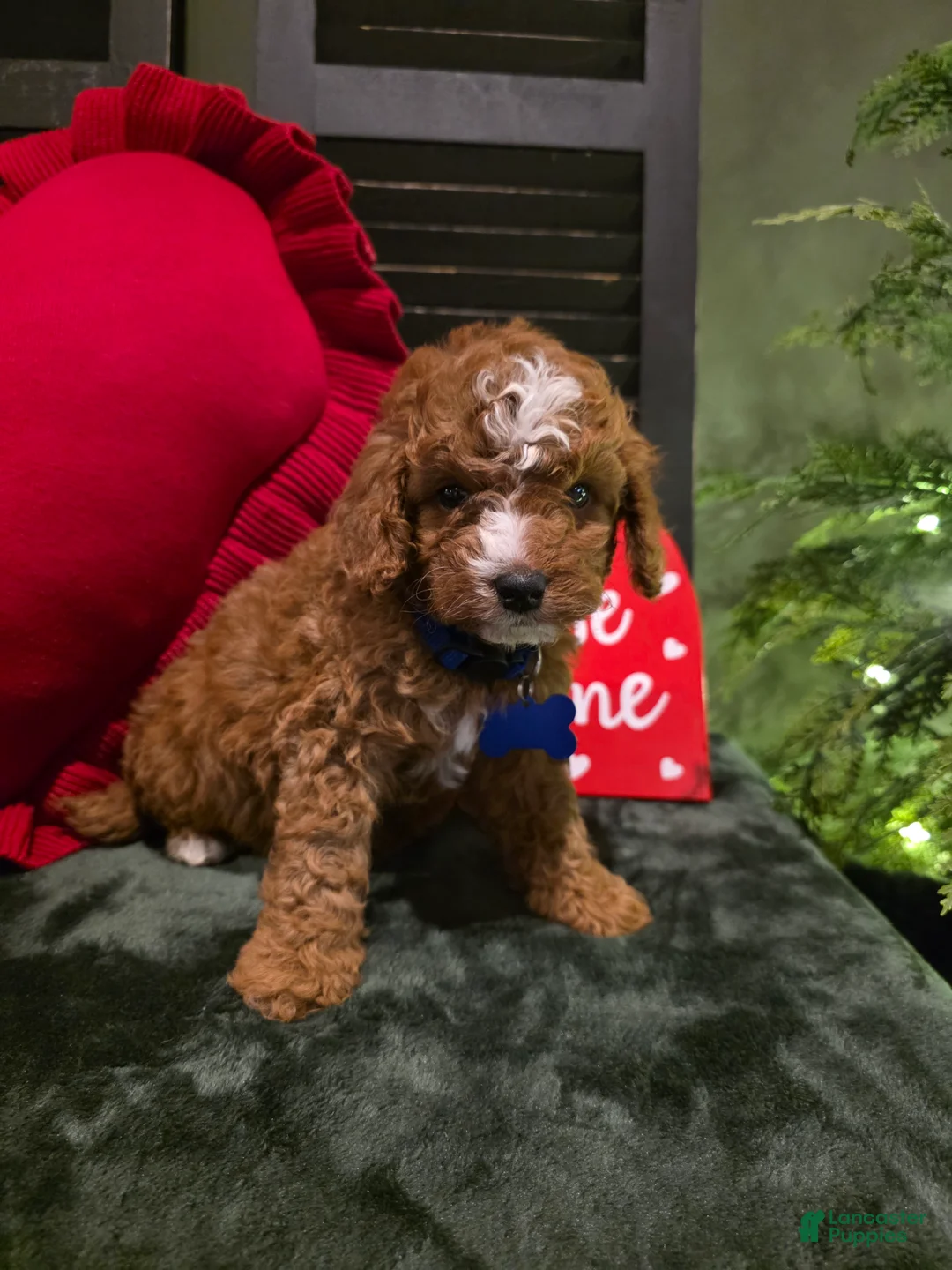 Mini Bernedoodle dogs for sale: Bluey  - Ad 4