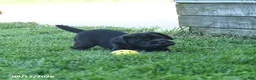 Mini Hippo dogs for sale: Libby - Ad 2