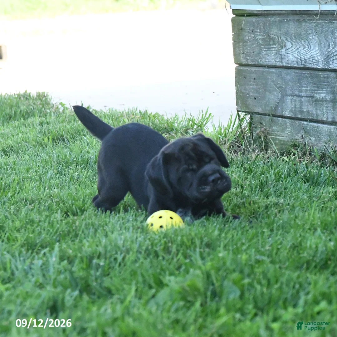 Mini Hippo dogs for sale: Libby - Ad 2
