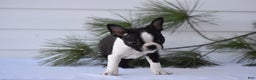 Boston Terrier dogs for sale: Rocket - Ad 10