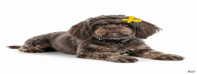 Mirabelle 