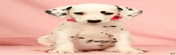Dalmatian dogs for sale: Tulip - Ad 4