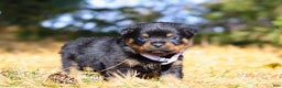 Rottweiler dogs for sale: Raven - Ad 2